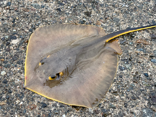 アカエイの釣果