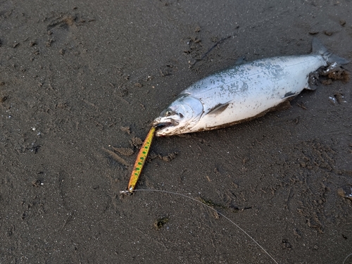 サクラマスの釣果