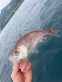 シロムツの釣果