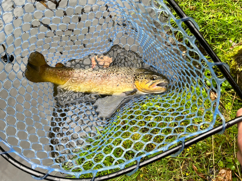 ブラウントラウトの釣果