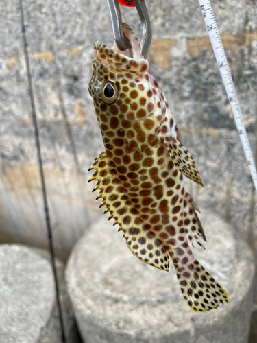 イシミーバイの釣果