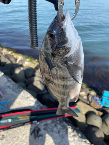 チヌの釣果