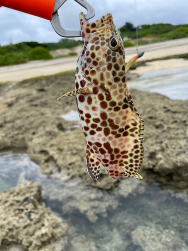 イシミーバイの釣果