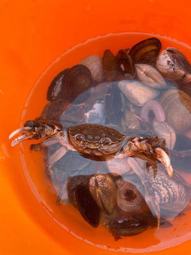 モクズガニの釣果