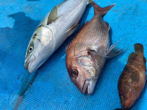 ハマチの釣果