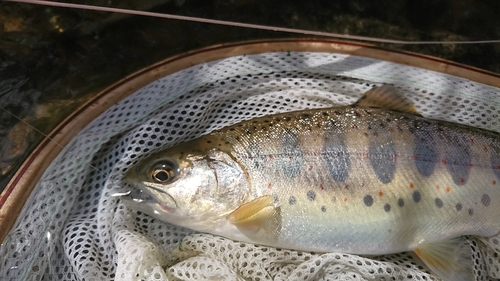 アマゴの釣果