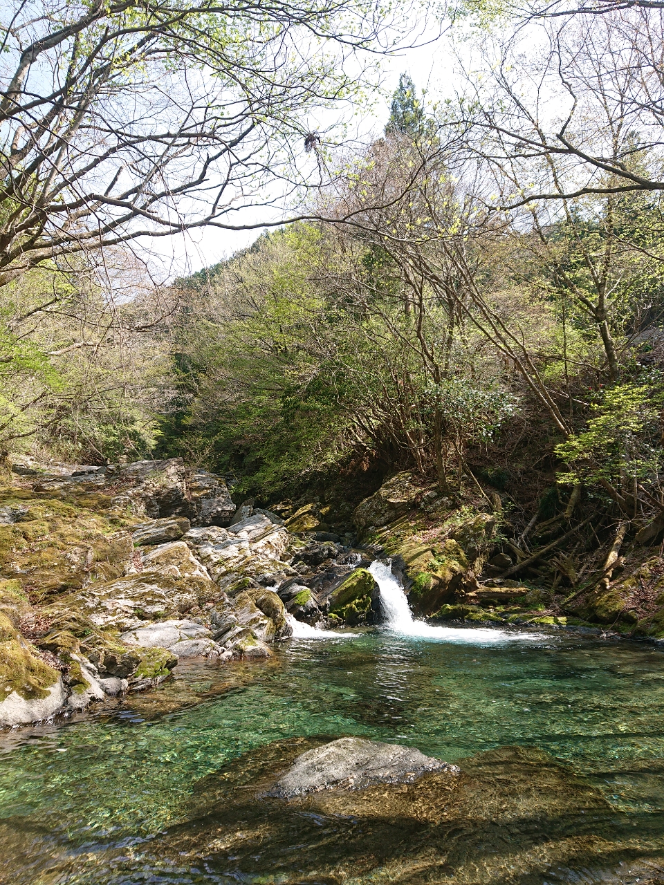 イワナ