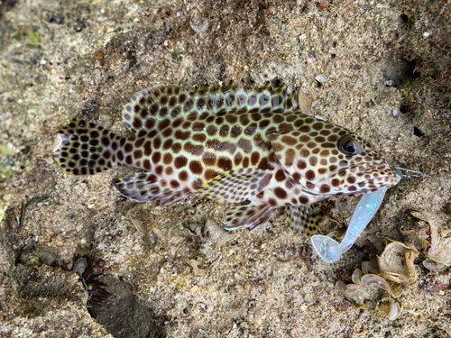 イシミーバイの釣果