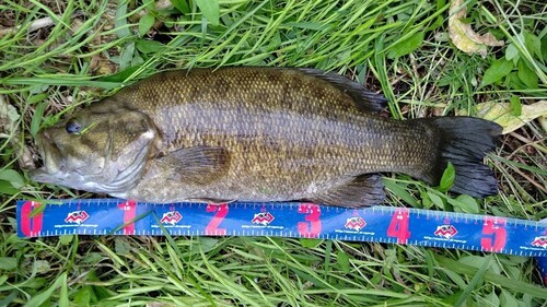 スモールマウスバスの釣果