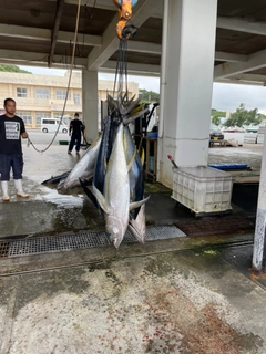 キハダマグロの釣果