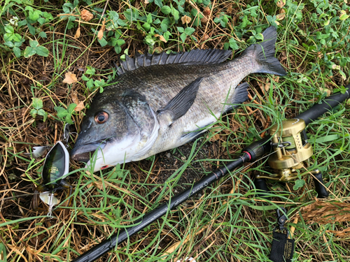 チヌの釣果