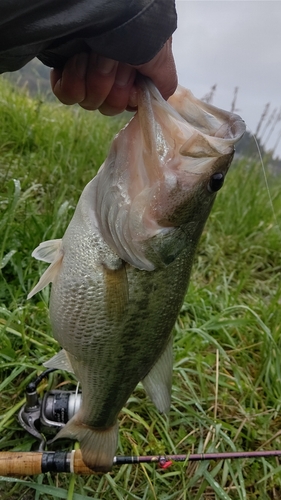 ラージマウスバスの釣果