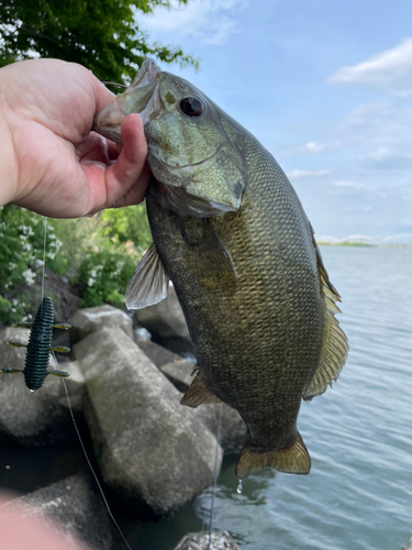 スモールマウスバスの釣果