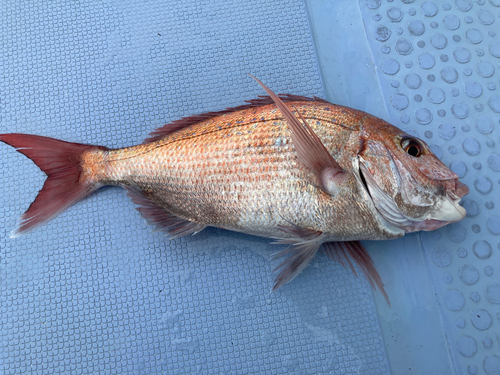 マダイの釣果