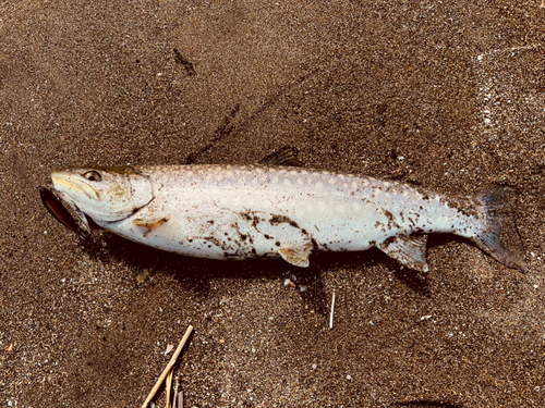 ウミアメの釣果