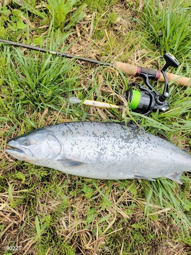 サクラマスの釣果