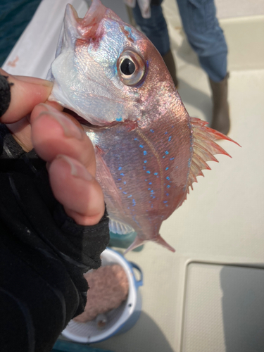 チダイの釣果