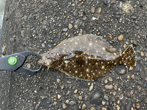 ソゲの釣果