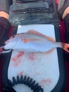 レンコダイの釣果