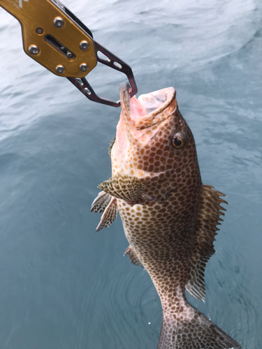 オオモンハタの釣果