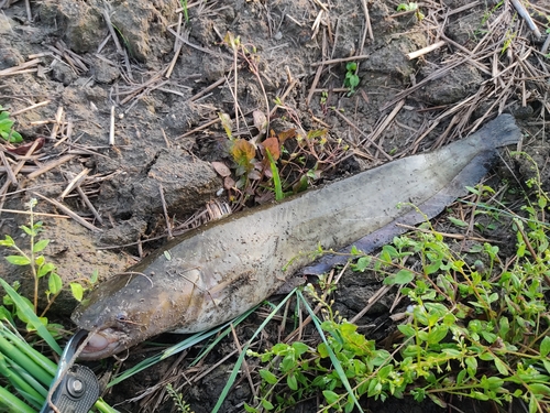 ナマズの釣果