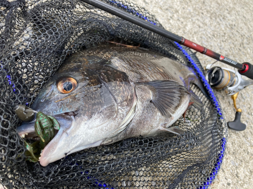 チヌの釣果