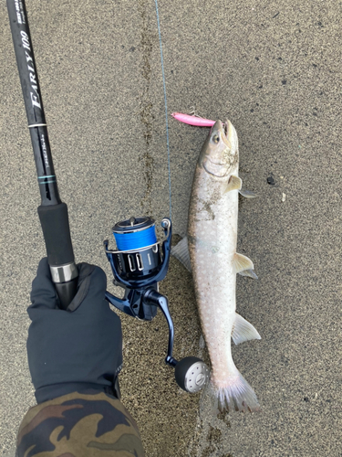 アメマスの釣果