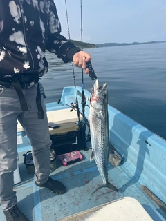 サゴシの釣果