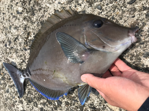 ニザダイの釣果