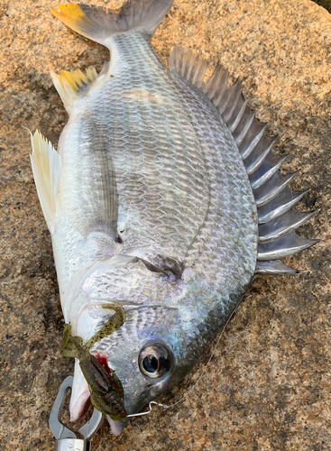 キビレの釣果