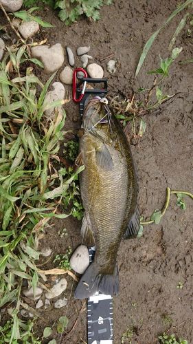 スモールマウスバスの釣果