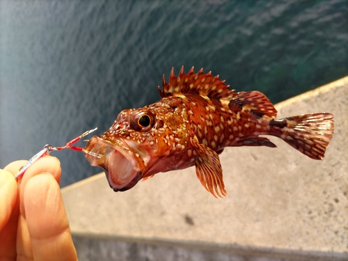 カサゴの釣果