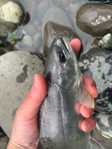 アマゴの釣果