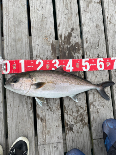 カンパチの釣果