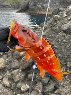 アカハタの釣果