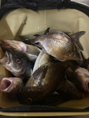 ホッケの釣果