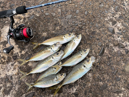 アジの釣果