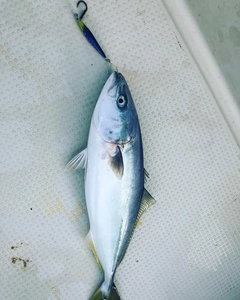 ハマチの釣果