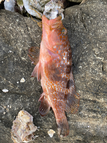 アコウの釣果