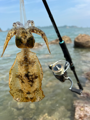 アオリイカの釣果