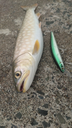 アメマスの釣果