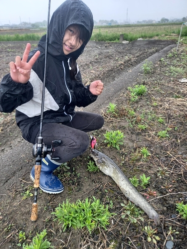 ナマズの釣果