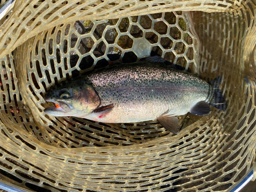 ニジマスの釣果