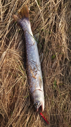 アメマスの釣果