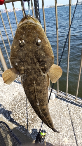 マゴチの釣果