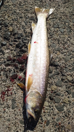 アメマスの釣果