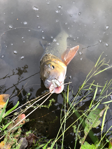 ニゴイの釣果