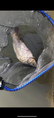 コイの釣果