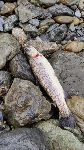 ニジマスの釣果