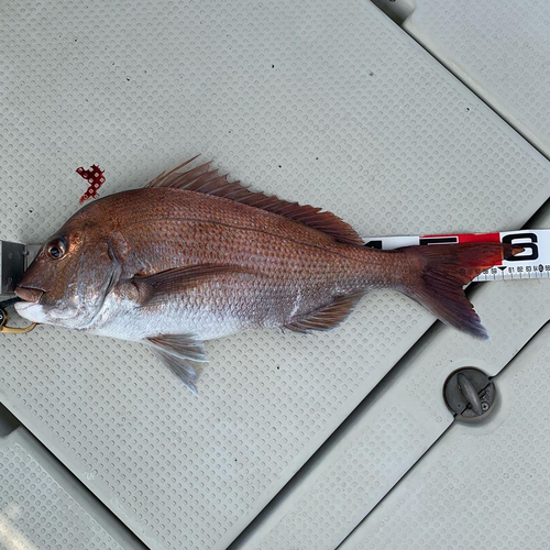 マダイの釣果